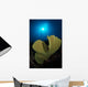 Hard Corals Cabilao Philippines Wall Decal