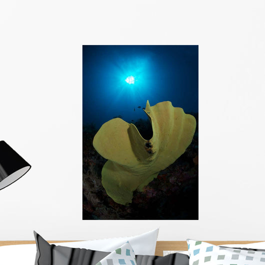 Hard Corals Cabilao Philippines Wall Decal
