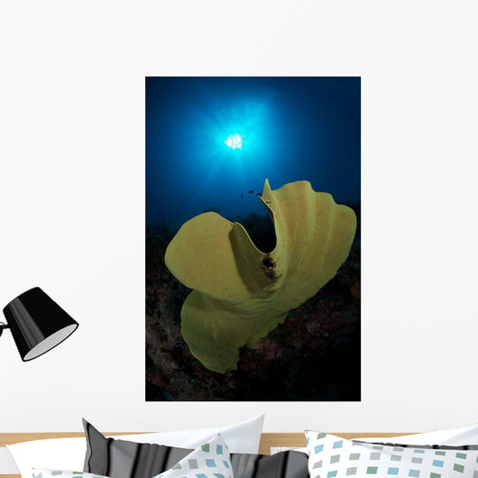 Hard Corals Cabilao Philippines Wall Decal