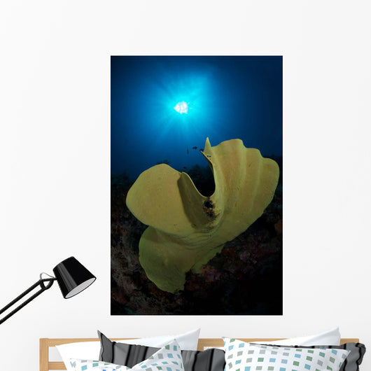 Hard Corals Cabilao Philippines Wall Decal