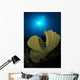 Hard Corals Cabilao Philippines Wall Decal