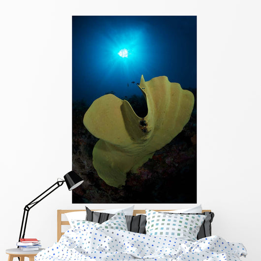 Hard Corals Cabilao Philippines Wall Decal