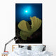 Hard Corals Cabilao Philippines Wall Decal