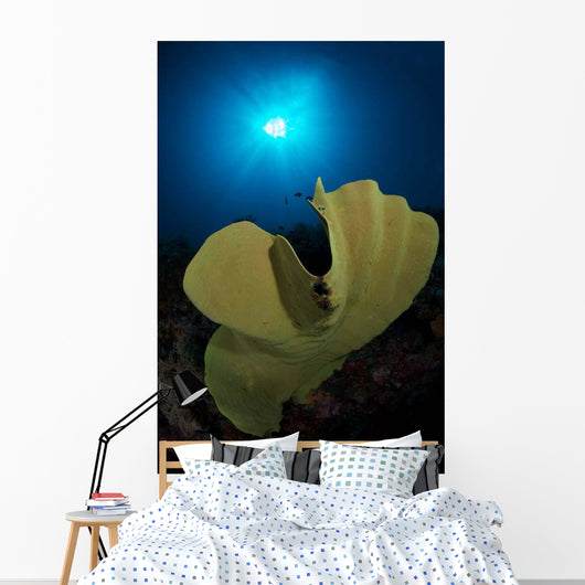 Hard Corals Cabilao Philippines Wall Decal