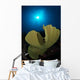 Hard Corals Cabilao Philippines Wall Decal