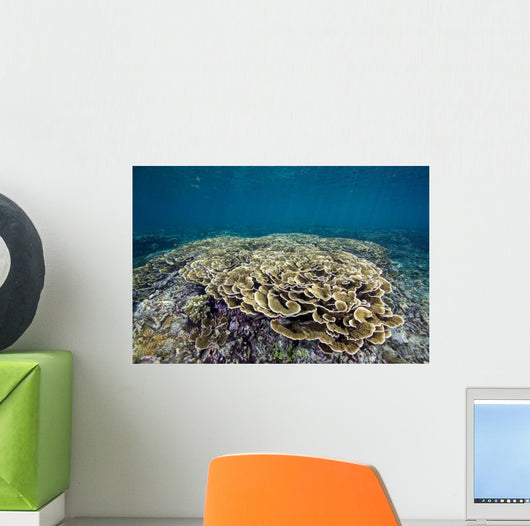 Hard Coral Garden Shallows Wall Decal