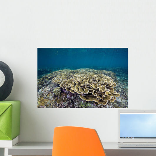 Hard Coral Garden Shallows Wall Decal