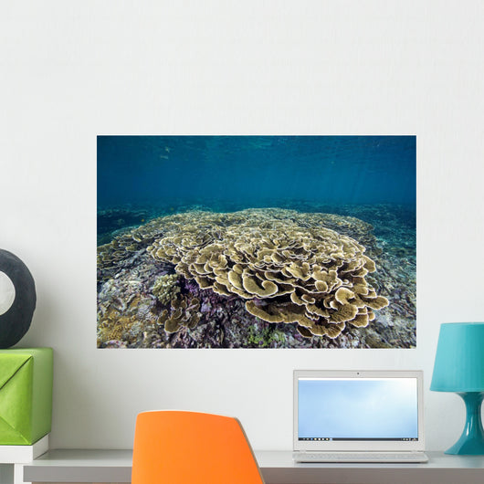 Hard Coral Garden Shallows Wall Decal