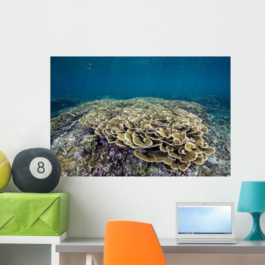 Hard Coral Garden Shallows Wall Decal