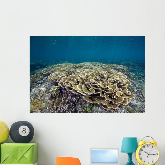 Hard Coral Garden Shallows Wall Decal