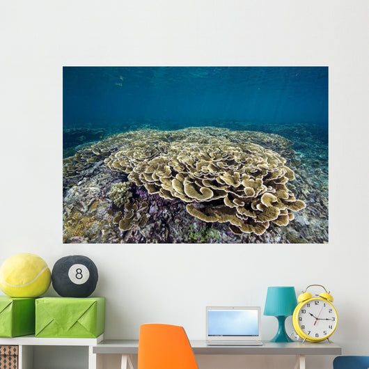 Hard Coral Garden Shallows Wall Decal