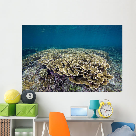 Hard Coral Garden Shallows Wall Decal