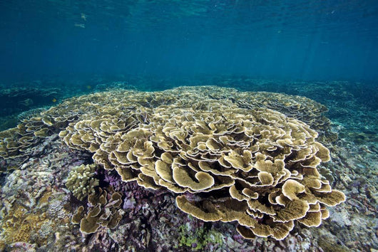 Hard Coral Garden Shallows Wall Decal