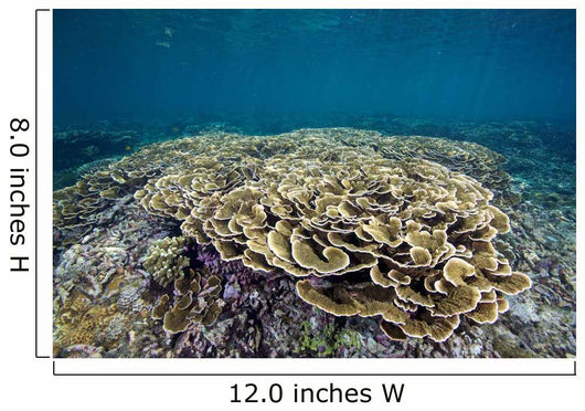 Hard Coral Garden Shallows Wall Decal