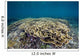 Hard Coral Garden Shallows Wall Decal