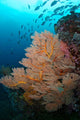 School Jack Fish Similan Wall Decal