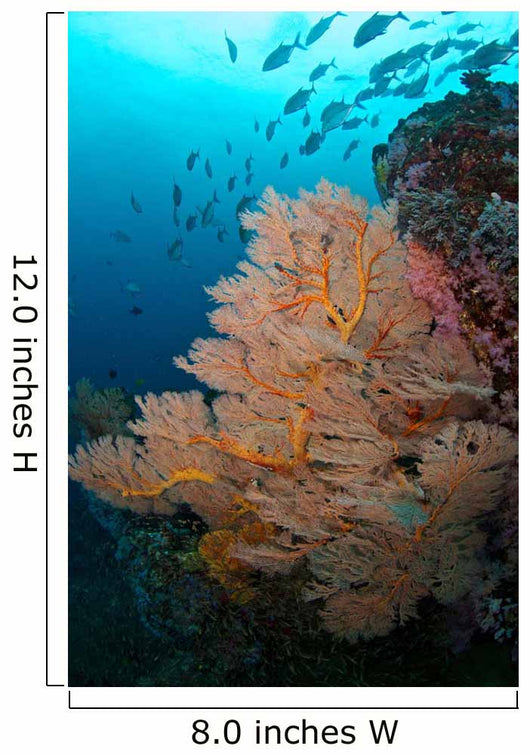 School Jack Fish Similan Wall Decal