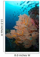 School Jack Fish Similan Wall Decal