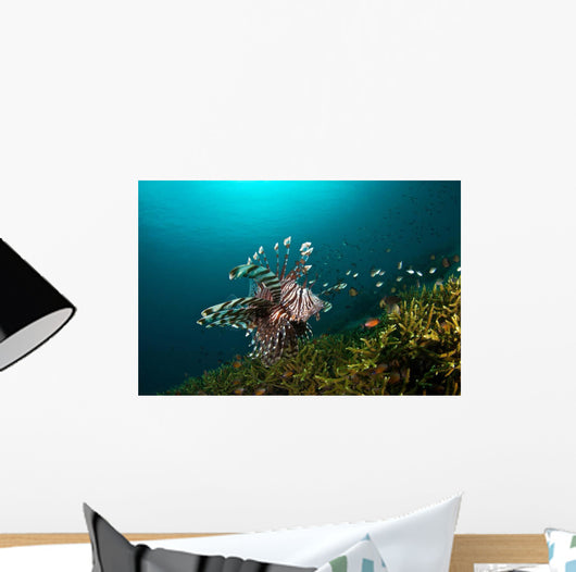 Lionfish Reef Dauin Philippines Wall Decal