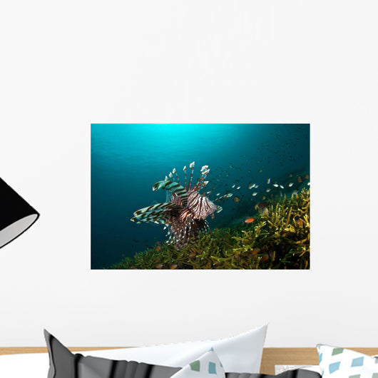 Lionfish Reef Dauin Philippines Wall Decal
