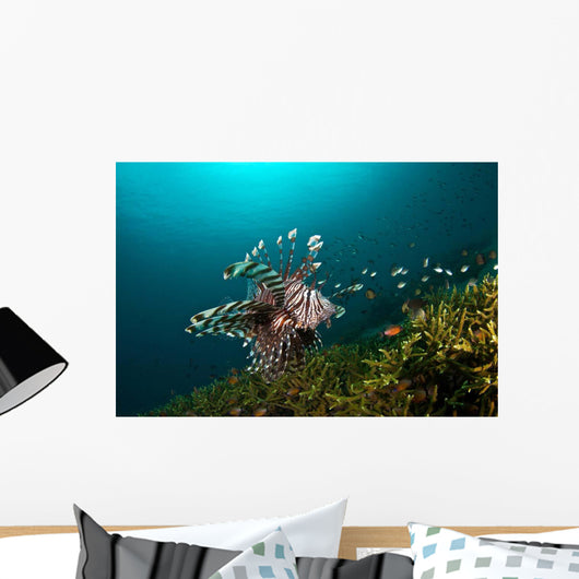 Lionfish Reef Dauin Philippines Wall Decal
