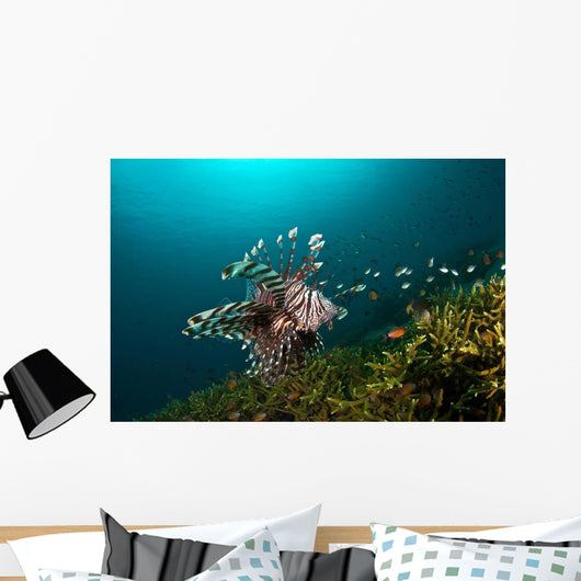 Lionfish Reef Dauin Philippines Wall Decal