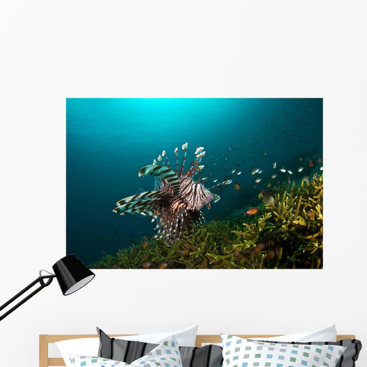 Lionfish Reef Dauin Philippines Wall Decal