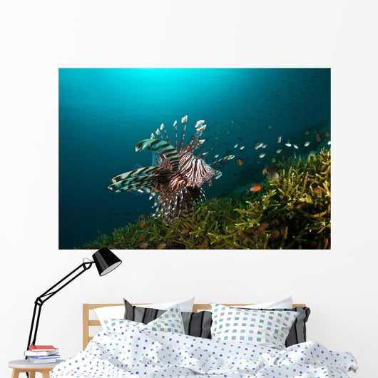 Lionfish Reef Dauin Philippines Wall Decal