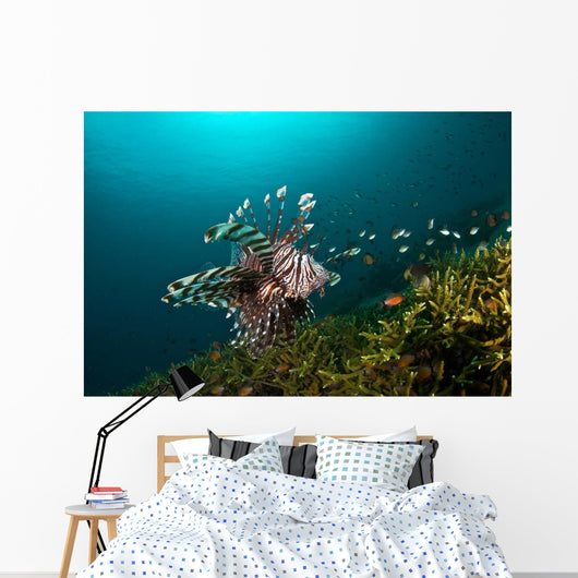 Lionfish Reef Dauin Philippines Wall Decal