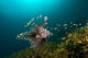 Lionfish Reef Dauin Philippines Wall Decal