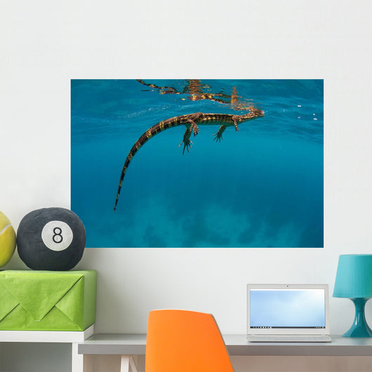 Water Monitor Swimming Sogod Wall Decal Design 2