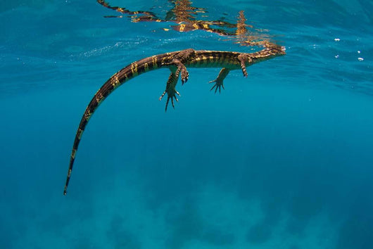 Water Monitor Swimming Sogod Wall Decal Design 2