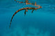 Water Monitor Swimming Sogod Wall Decal Design 2
