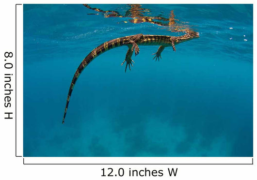 Water Monitor Swimming Sogod Wall Decal Design 2