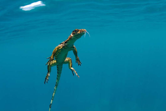 Water Monitor Swimming Sogod Wall Decal Design 1