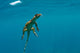 Water Monitor Swimming Sogod Wall Decal Design 1