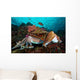 Pharaoh Cuttlefish Mating Behavior Wall Decal Design 3