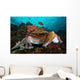 Pharaoh Cuttlefish Mating Behavior Wall Decal Design 3