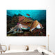 Pharaoh Cuttlefish Mating Behavior Wall Decal Design 3
