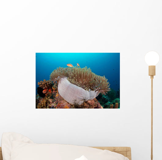 Anemone and Pink Anemonefish Wall Decal