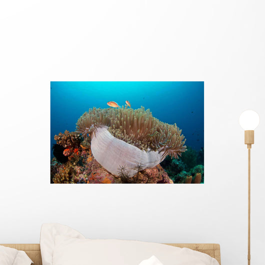 Anemone and Pink Anemonefish Wall Decal