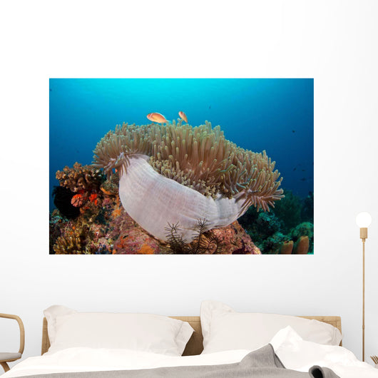 Anemone and Pink Anemonefish Wall Decal