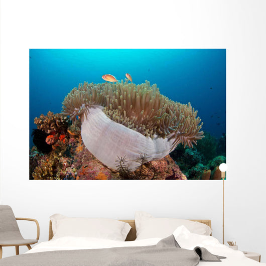 Anemone and Pink Anemonefish Wall Decal