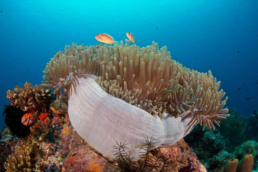 Anemone and Pink Anemonefish Wall Decal
