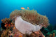 Anemone and Pink Anemonefish Wall Decal