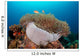 Anemone and Pink Anemonefish Wall Decal
