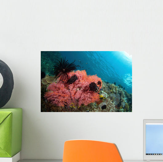 Healthy Corals Shallows Samal Wall Decal