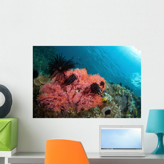 Healthy Corals Shallows Samal Wall Decal