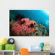 Healthy Corals Shallows Samal Wall Decal