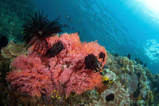 Healthy Corals Shallows Samal Wall Decal